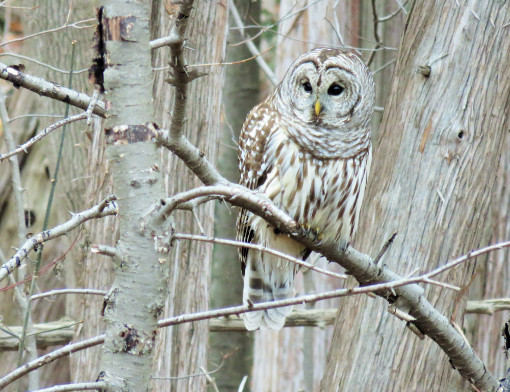 Owl Prowl 2